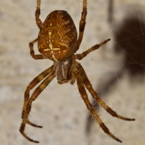 http://naturdata.com/images/species/13000/Araneus-diadematus-13051-132008246839105-tb.jpg