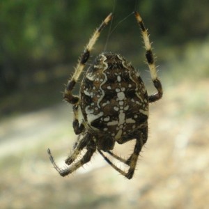 http://naturdata.com/images/species/13000/Araneus-diadematus-13051-142987241448052-tb.jpg