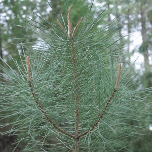 http://naturdata.com/images/species/14000/Pinus-pinaster-14595-133228042266006-tb.jpg