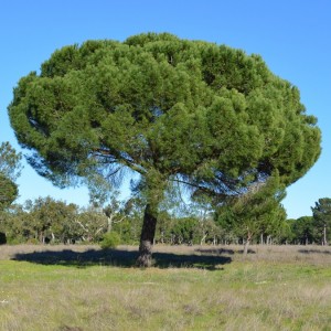 http://naturdata.com/images/species/14000/Pinus-pinea-14594-142986872378039-tb.jpg