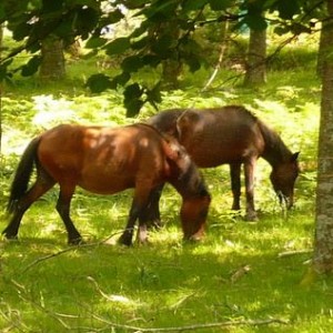 http://naturdata.com/images/species/2000/Equus-caballus-2214-142503570845983-tb.jpg