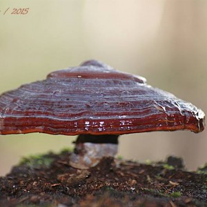 http://naturdata.com/images/species/23000/Ganoderma-lucidum-23112-142564204655123-tb.jpg
