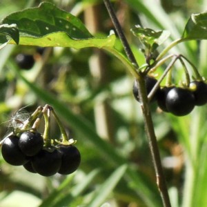 http://naturdata.com/images/species/38000/Solanum-nigrum-38461-131246958359802-tb.jpg