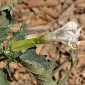 Datura stramonium