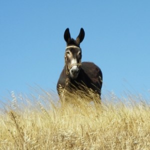 http://naturdata.com/images/species/40000/Equus-asinus-40539-134160954499695-tb.jpg
