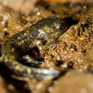 http://naturdata.com/images/species/6000/Salamandra-salamandra-6534-133565239378174-tb.jpg
