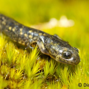 http://naturdata.com/images/species/6000/Salamandra-salamandra-6534-133565240330697-tb.jpg