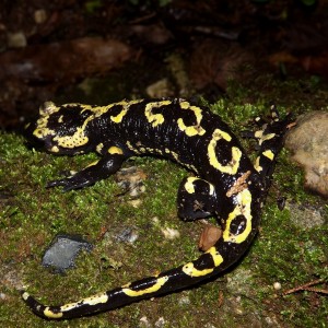 http://naturdata.com/images/species/6000/Salamandra-salamandra-6534-135379387267605-tb.jpg