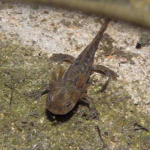 http://naturdata.com/images/species/6000/Salamandra-salamandra-6534-139755662070349-tb.jpg