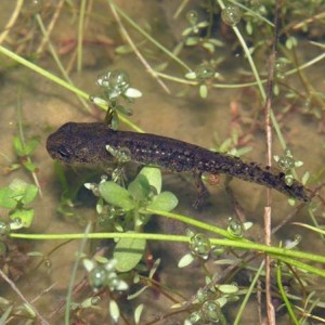 http://naturdata.com/images/species/6000/Salamandra-salamandra-6534-139755662173817-tb.jpg