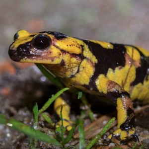 http://naturdata.com/images/species/6000/Salamandra-salamandra-6534-14155686661418-tb.jpg