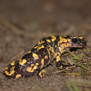 http://naturdata.com/images/species/6000/Salamandra-salamandra-6534-141720743023428-tb.jpg