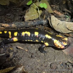 http://naturdata.com/images/species/6000/Salamandra-salamandra-6534-142429718561953-tb.jpg