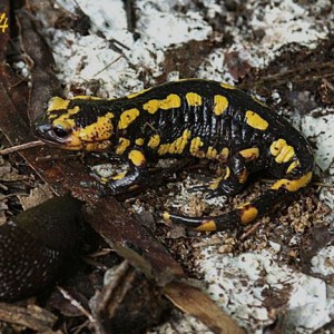 http://naturdata.com/images/species/6000/Salamandra-salamandra-6534-142443058852425-tb.jpg