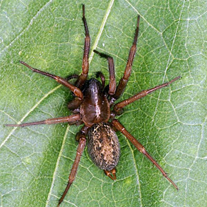 http://naturdata.com/images/species/Animalia/Arthropoda/Arachnida/Araneae/Agelenidae/Lycosoides/coarctata/lycosoides_coarctata_1.jpg