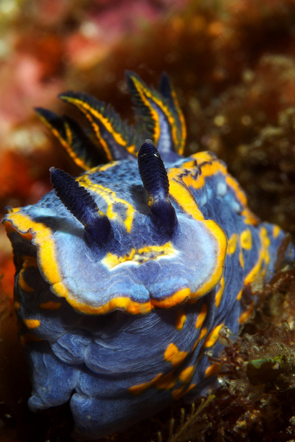 hypselodoris bilineata hypselodoris bilineata