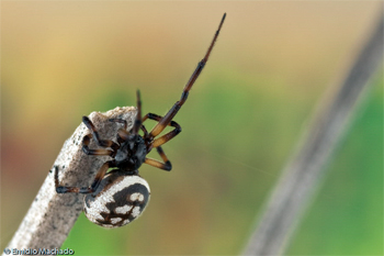 Steatoda albomaculata Fêmea de Steatoda albomaculata