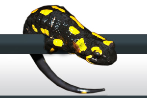 fototopo-salamandra.jpg