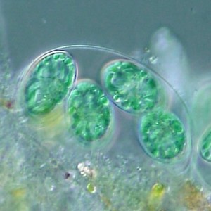 Glaucocystis nostochinearum