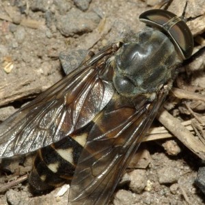 Tabanus spodopterus