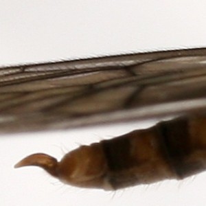 Trichocera annulata