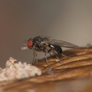 Drosophila ambigua