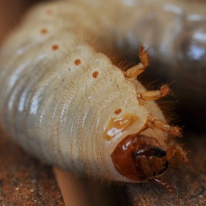 Larva © Clare Smith