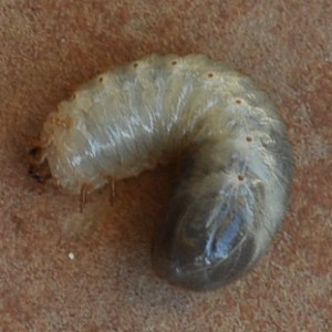 Larva © Clare Smith