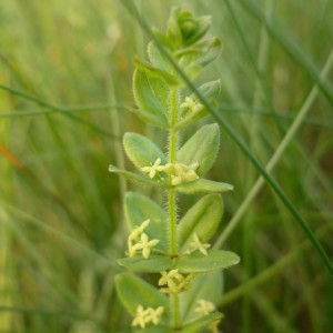 Cruciata glabra subsp. hirticaulis