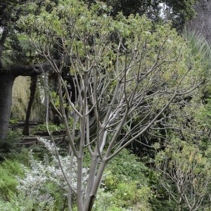 Foto tirada no Jardim Botânico de Funchal © Ian & Clare Smith