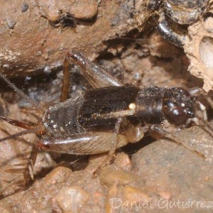 Pteronemobius lineolatus