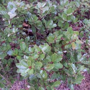 Quercus lusitanica