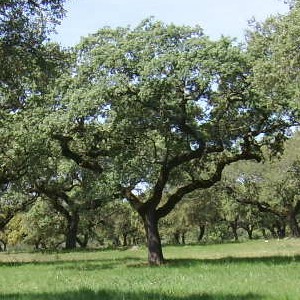 Quercus rotundifolia