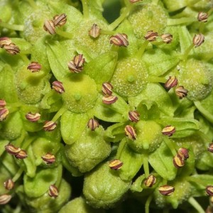 Hedera helix subsp. hibernica