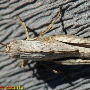 Morphacris fasciata