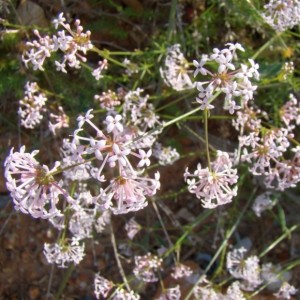 Asperula aristata subsp. scabra