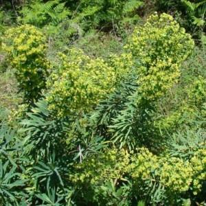 Euphorbia characias