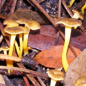 Cantharellus lutescens