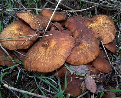  © Vem conhecer os cogumelos do Alentejo