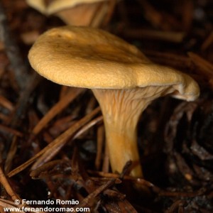 Hygrophoropsis aurantiaca