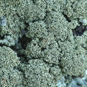 Xanthoparmelia tinctina