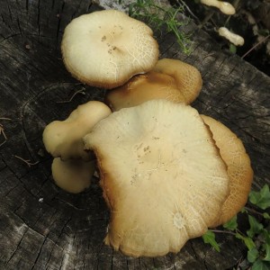 Agrocybe cylindracea