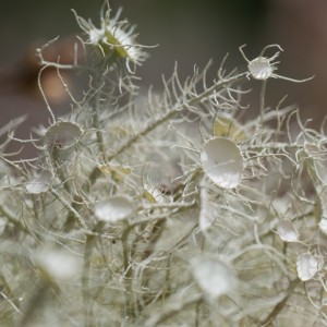 Usnea florida