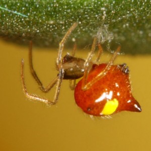 Theridula gonygaster