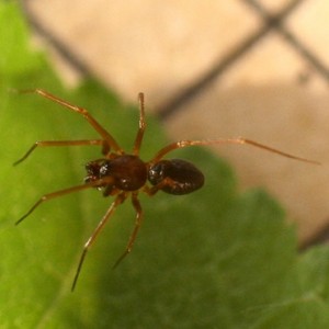 Diplostyla concolor