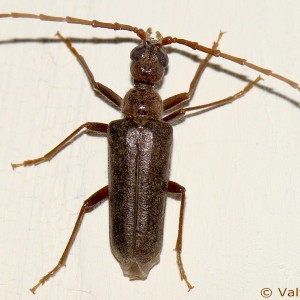 Vesperus bolivari