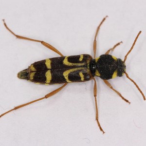 Xylotrechus arvicola