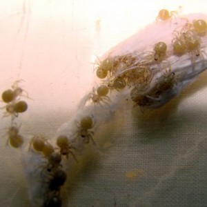 Larvas © Gonçalo Brito