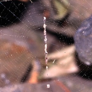 Teia com a típica linha de detritos e a aranha no centro © Ricardo Ramos da Silva