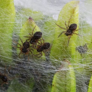 Aranhas recém-nascidas na campânula de seda © Pedro Cardoso